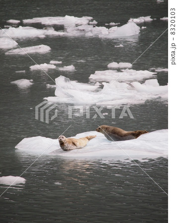 流氷の上のアザラシ 8320103