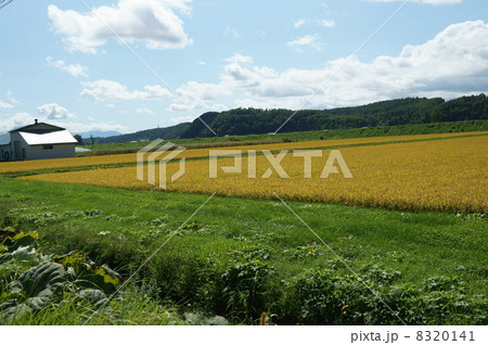 北海道 美瑛 田園風景 秋 北海道 美瑛 田園風景 秋 8320141
