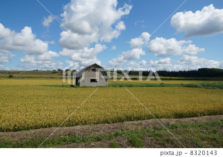 北海道　美瑛　田園風景　秋 8320143