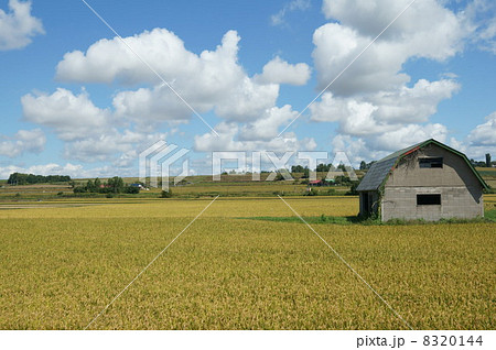 北海道　美瑛　田園風景　秋 8320144