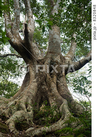 オキナワウラジロガシ　沖縄県国頭村　伊部岳 8320848
