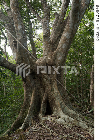 オキナワウラジロガシ　沖縄県国頭村　伊部岳 8320849