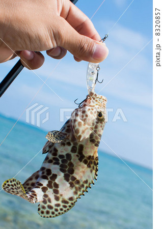 沖縄の釣り 8320857