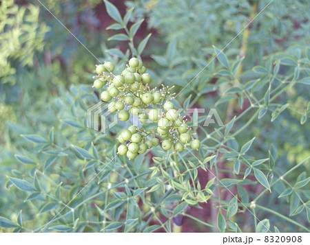 シロナンテンの果実 8320908