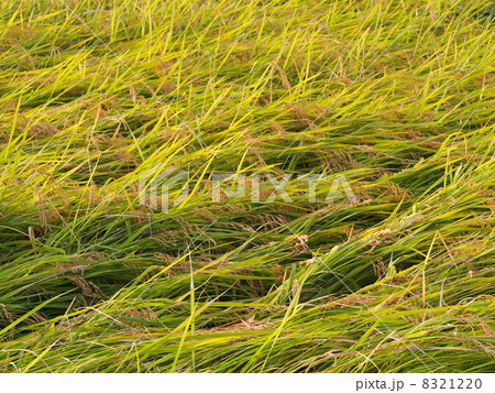 台風一過 8321220