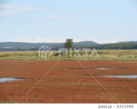 卯原内のサンゴ草2 卯原内のサンゴ草2 8321406
