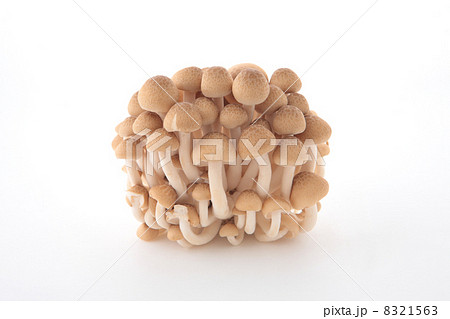 シメジ シメジ 8321563