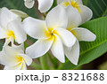 プルメリア 8321688
