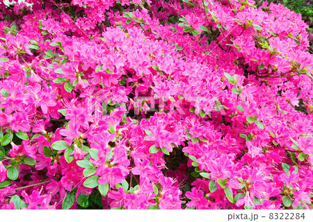 Blossoming Rhododendron bush with pink flowers 8322284