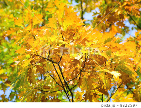 yellow oak tree yellow oak tree 8322597