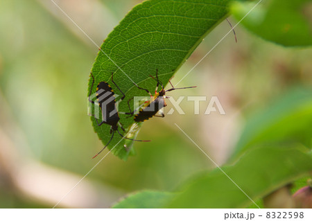 キバラヘリカメムシ真弓の葉の下二匹 8322598