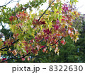 秋の入口 8322630