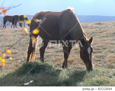 wild horse wild horse 8322684