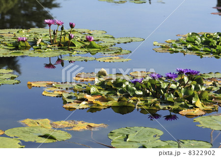 睡蓮 睡蓮 8322902