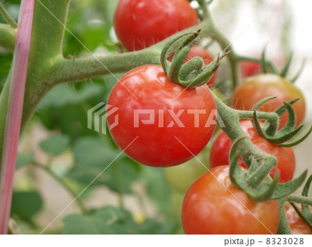 トマト 8323028