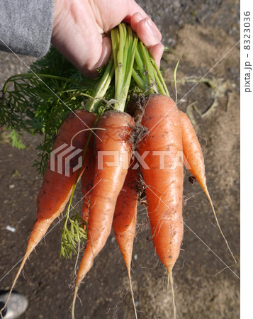 人参 人参 8323036