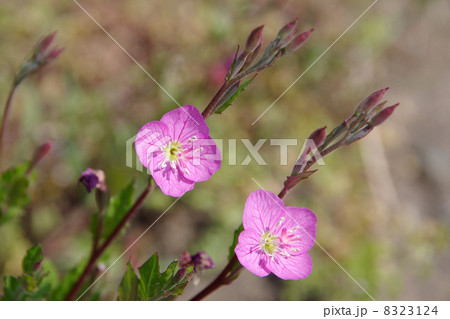 アカバナユウゲショウ 8323124