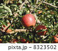 青森　りんご 8323502