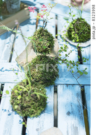 苔玉 苔玉 8323998