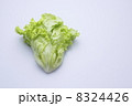 リーフレタス 8324426