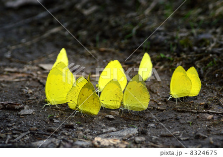 ミネラル補給をする黄蝶 8324675