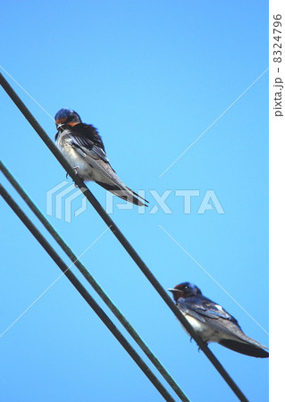 電線にとまるツバメ 電線にとまるツバメ 8324796