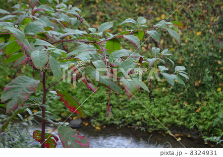 ヨウシュヤマゴボウ ヨウシュヤマゴボウ 8324931