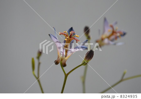 ホトトギス 8324935