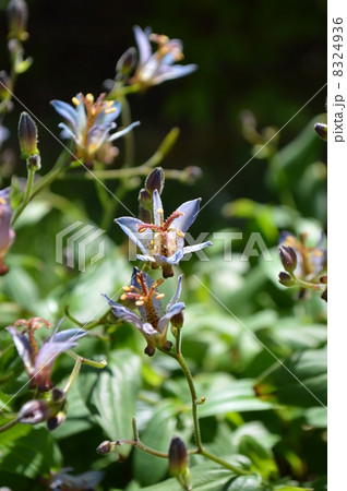 ホトトギス 8324936