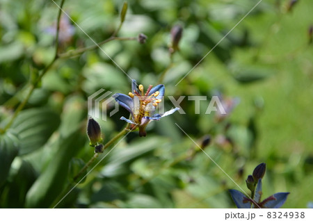 ホトトギス 8324938