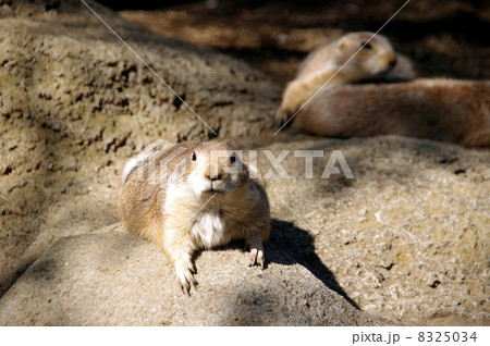 行船公園　プレーリードッグ 8325034