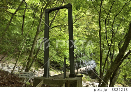 シラヌタの池への吊り橋 8325218