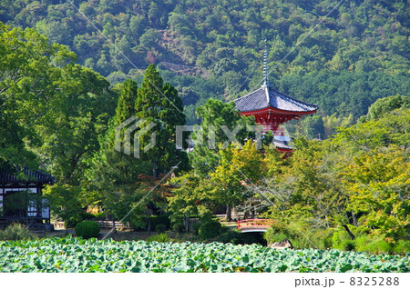大覚寺 8325288