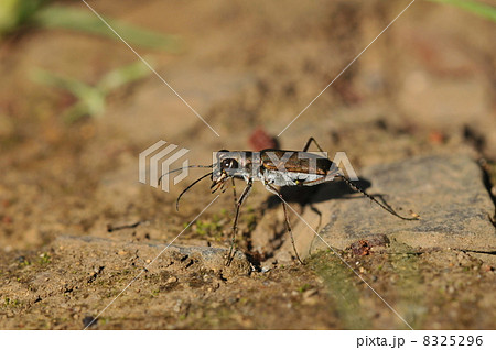 肉食昆虫　～コニワハンミョウ～ 8325296