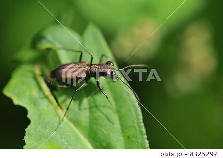 肉食昆虫　～トウキョウヒメハンミョウ～ 8325297