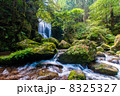 桑の木の滝 8325327