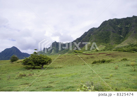 ハワイ クアロアランチ 8325474