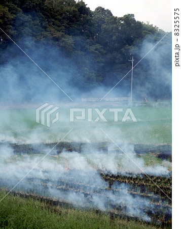 米収穫後の田焼き（秋の風景） 8325575