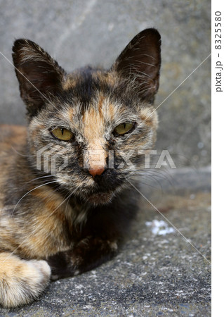 目つきの悪い路地裏の猫 目つきの悪い路地裏の猫 8325580