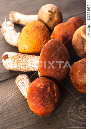 Orange-cap boletus Orange-cap boletus 8325669