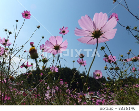 コスモス コスモス 8326146