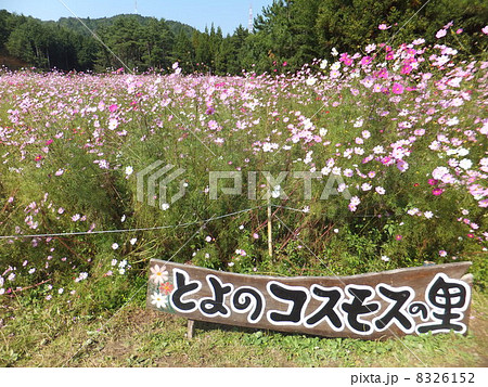 コスモス 8326152