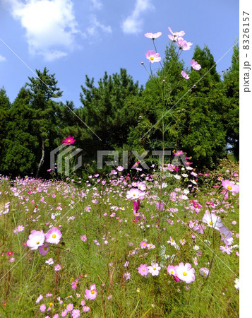 コスモス コスモス 8326157
