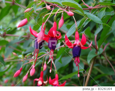 ホクシャ　フクシア 8326164