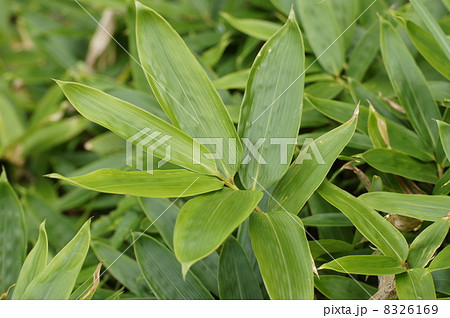 くまざさ　若葉 8326169