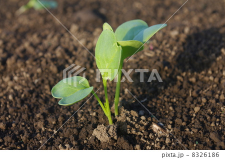 ダイコンの発芽 ダイコンの発芽 8326186
