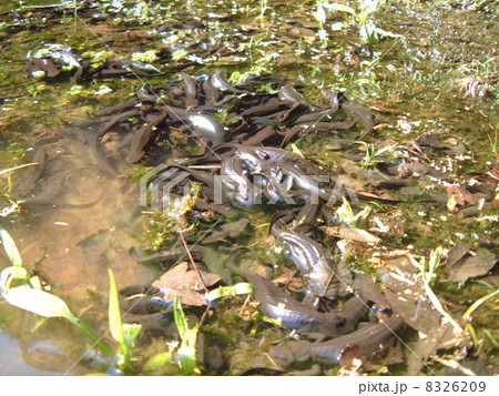 シラヌタの池のイモリ シラヌタの池のイモリ 8326209