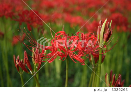 曼珠沙華 8326268