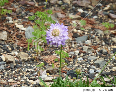 タカネマツムシソウ 8326386