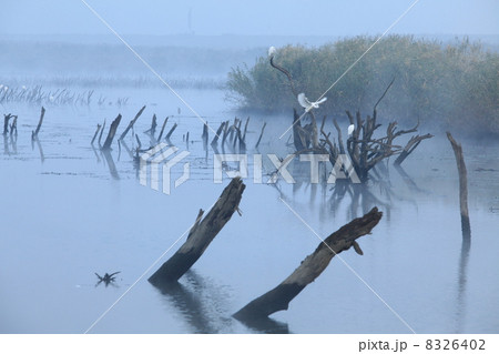 白鷺舞う渡良瀬遊水地 8326402